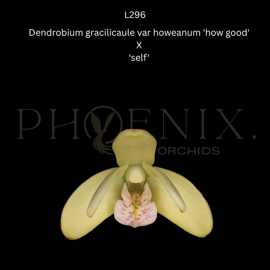 Dendrobium gracilicaule var howeanum 'how good X self' - 80mm pots