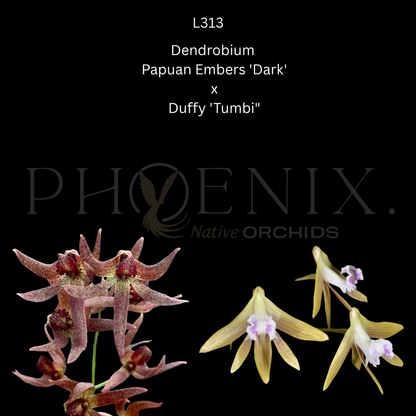 Dendrobium Papuan Embers 'Dark' x Duffy 'Tumbi' - 100mm pots