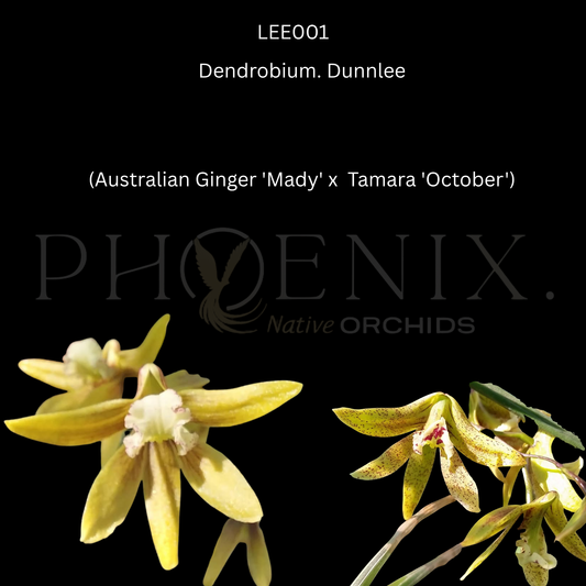 Dendrobium. Dunnlee	(Australian Ginger 'Mady' x  Tamara 'October')- 80mm pots