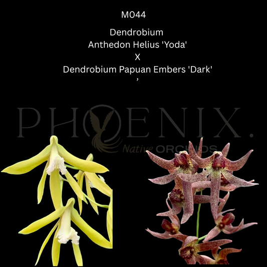 Dendrobium Anthedon Helius 'Yoda' X Dendrobium Papuan Embers 'Dark'- 80mm pots