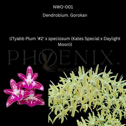 Dendrobium. Gorokan (Tyabb Plum '#2' x speciosum (Kates Special x Daylight Moon)) 80mm pots