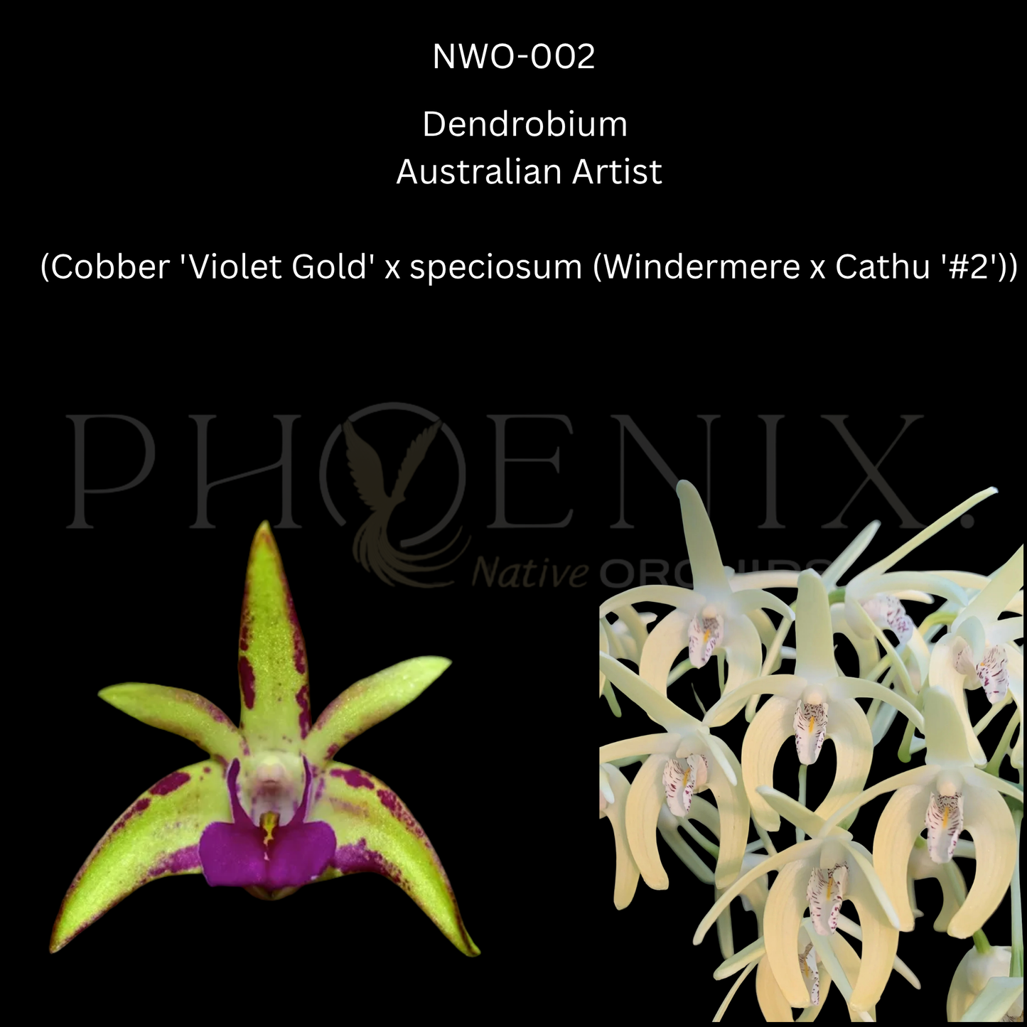 Dendrobium. Australian Artist (Cobber 'Violet Gold' x speciosum (Windermere x Cathu '#2')) 80mm pots