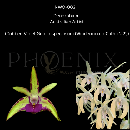 Dendrobium. Australian Artist (Cobber 'Violet Gold' x speciosum (Windermere x Cathu '#2')) 80mm pots