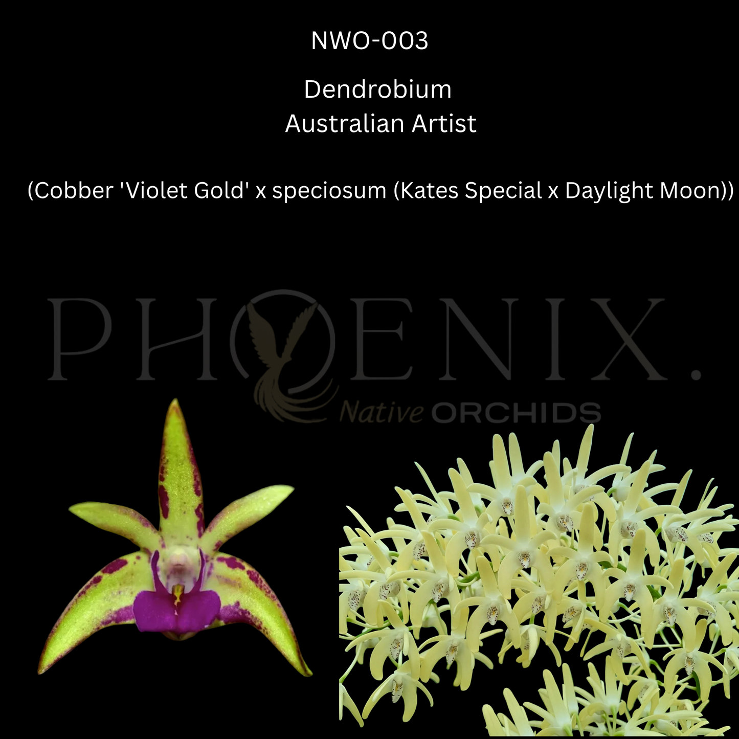 Dendrobium. Australian Artist	(Cobber 'Violet Gold' x speciosum (Kates Special x Daylight Moon)) 80mm pots
