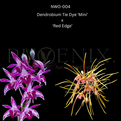 Dendrobium Tie Dye 'Mini' x tetragonum 'Red Edge' - 80mm pots