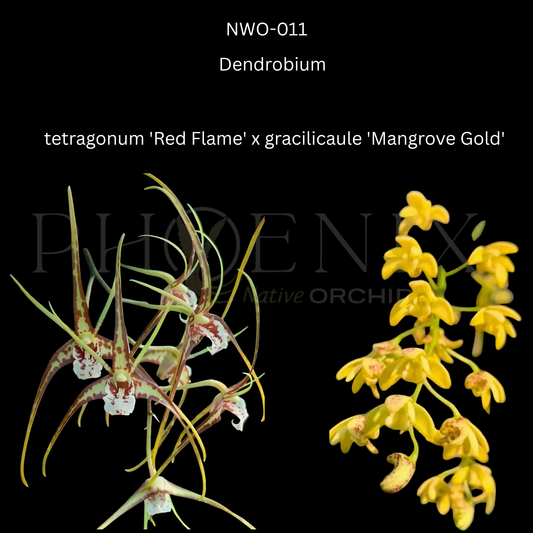 Dendrobium.	tetragonum 'Red Flame' x gracilicaule 'Mangrove Gold' - 50mm pot