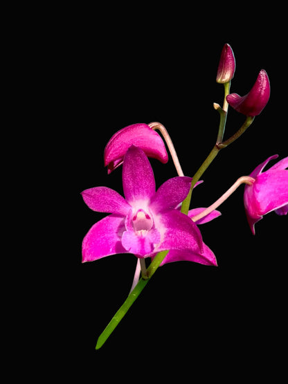 Dendrobium Jonathan's Glory 'Dark Joy'- Division