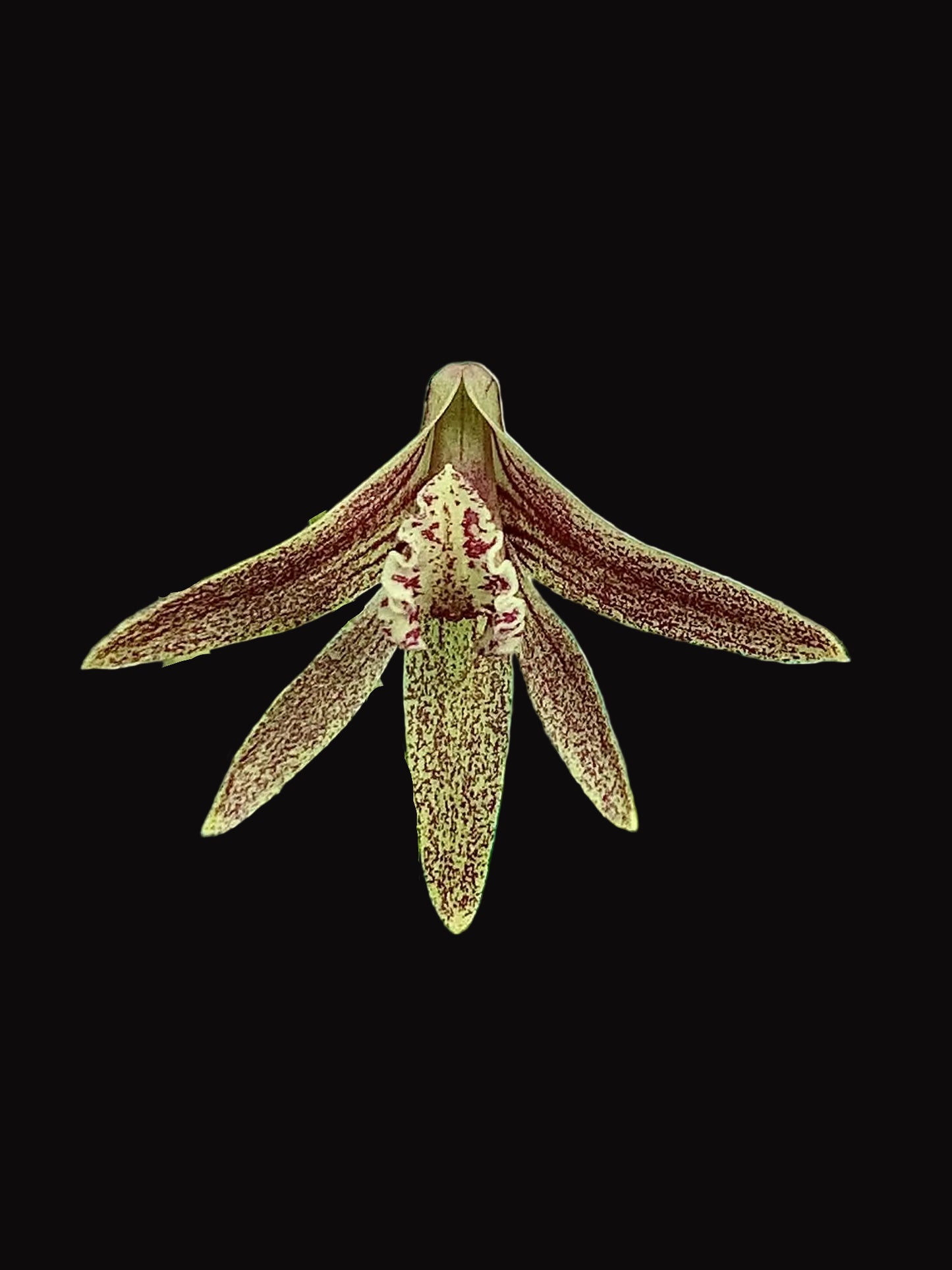Dendrobium Papuan Embers 'Dark' x Duffy 'Tumbi' - 100mm pots