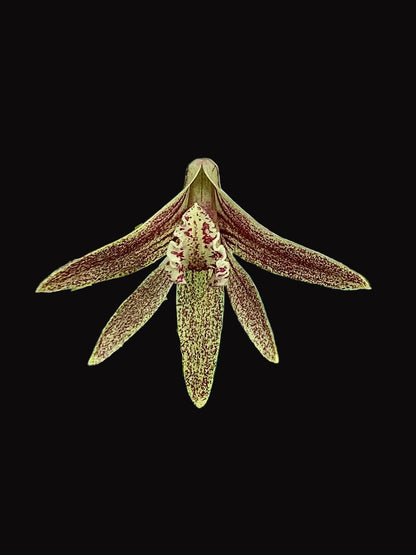 Dendrobium Papuan Embers 'Dark' x Duffy 'Tumbi' - 100mm pots
