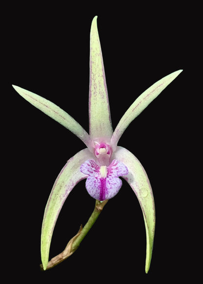 Dendrobium Tie Dye 'Mini' x tetragonum 'Red Edge' - 80mm pots