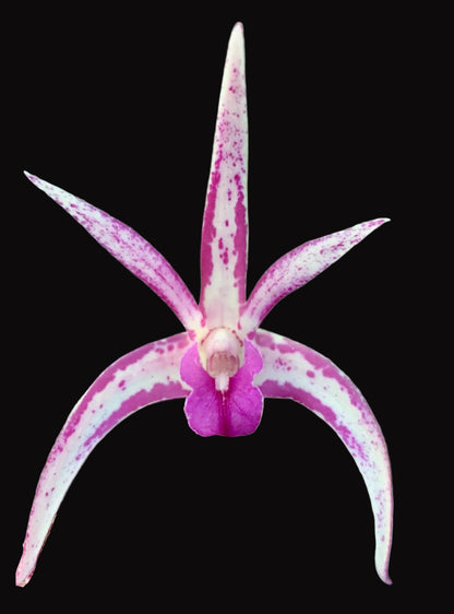 Dendrobium Tie Dye 'Mini' x tetragonum 'Red Edge' - 80mm pots