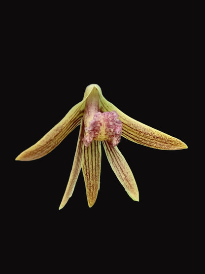Dendrobium Papuan Embers 'Dark' x Duffy 'Tumbi' - 100mm pots