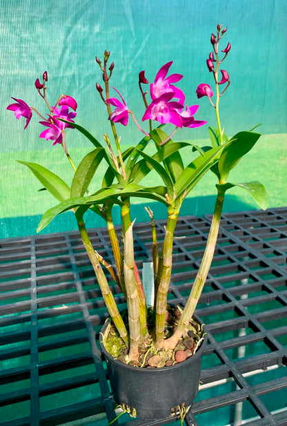 Dendrobium Jonathan's Glory 'Dark Joy'- Division