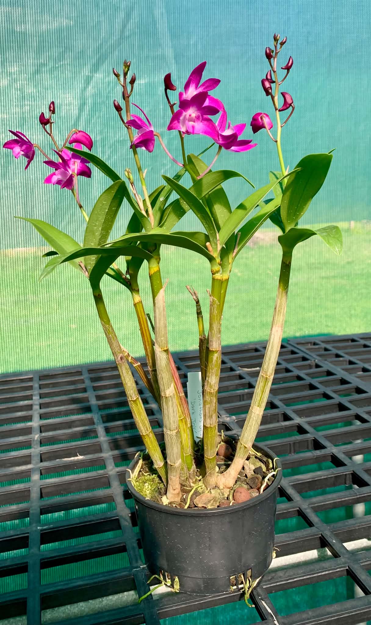 Dendrobium Jonathan's Glory 'Dark Joy'- Division