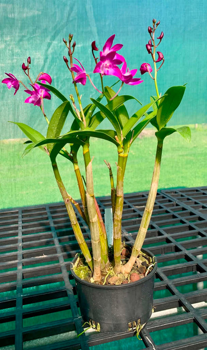 Dendrobium Jonathan's Glory 'Dark Joy'- Division