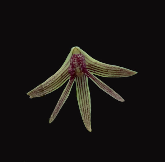 Dendrobium Papuan Embers 'Dark' x Duffy 'Tumbi' - 100mm pots