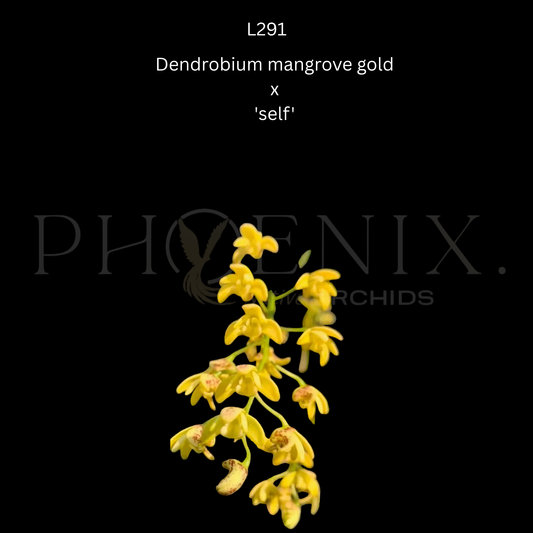 Dendrobium gracilicaule mangrove gold x 'self'- 80mm pots